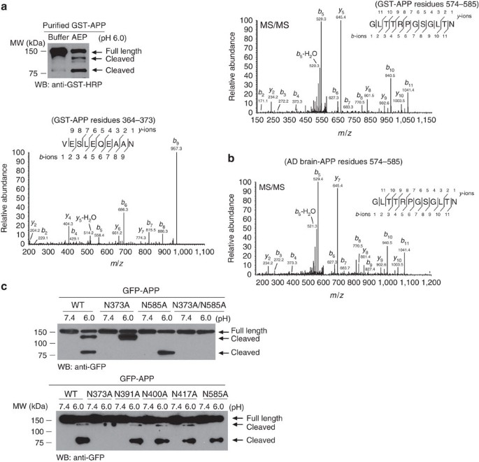 Delta Secretase Cleaves Amyloid Precursor Protein And Regulates The Pathogenesis In Alzheimer S Disease Nature Communications
