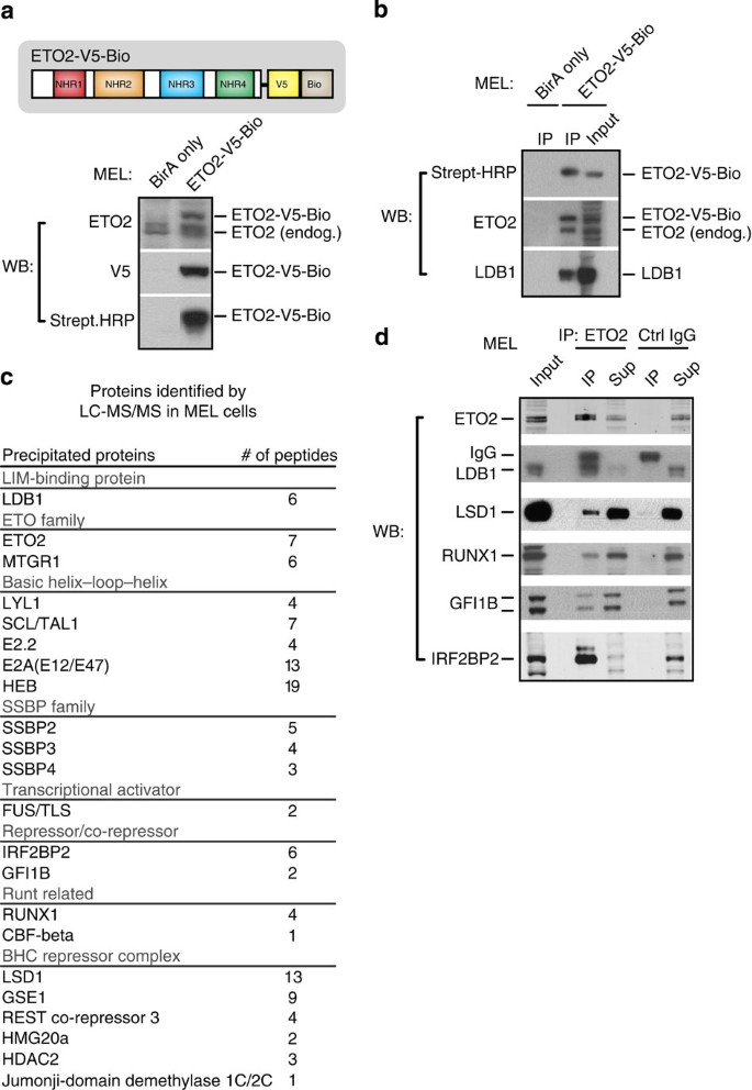 Figure 1: Identification of ETO2-binding partners in erythroid progenitor cells.