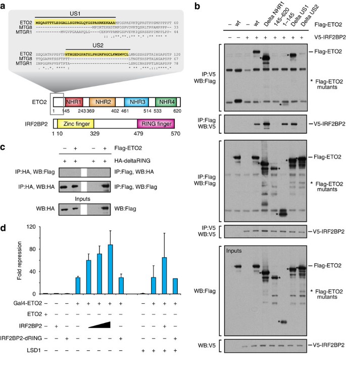 Figure 2: ETO2 and IRF2BP2 interact via their US2 and RING domains, respectively, to cooperatively repress reporter gene activity.