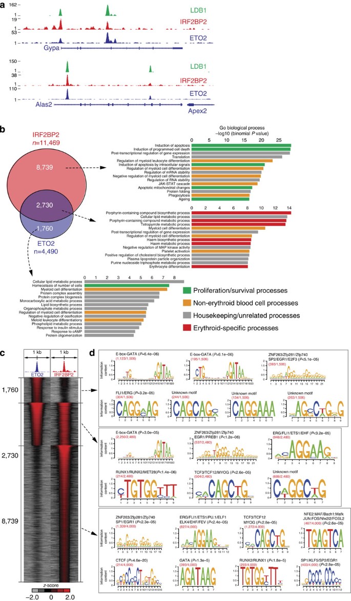 Figure 3: ETO2–IRF2BP2 genomic co-occupancy is associated with genes involved in key erythroid processes.