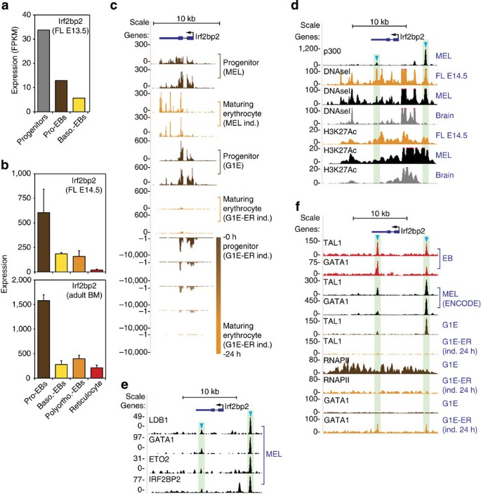 Figure 4: Irf2bp2 gene expression and transcriptional regulation during erythroid development.