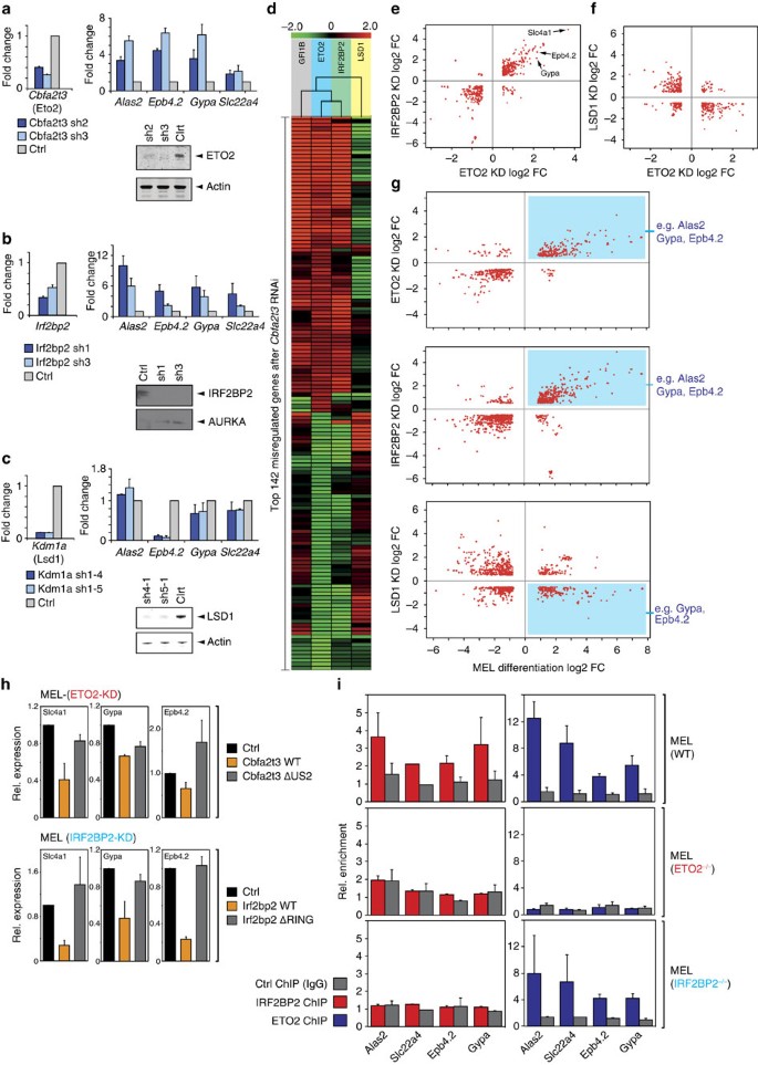 Figure 5: Genome-wide analysis of gene expression changes shows that ETO2 and IRF2BP2 repress the late erythroid transcriptome.