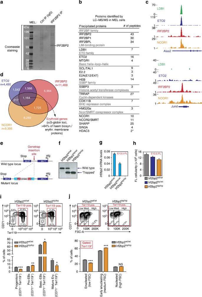 Figure 7: Characterization of IRF2BP2 protein partners and fetal liver erythropoiesis in IRF2BP2-deficient mice.