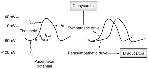 The Sinus Tachycardias Nature Reviews Cardiology