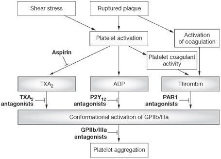 Platelet ADP-receptor antagonists for cardiovascular disease: past, present  and future | Nature Reviews Cardiology
