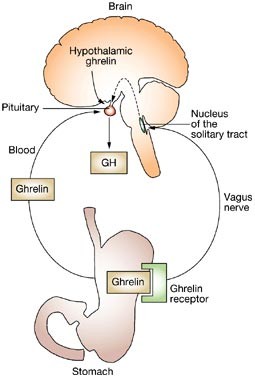 semaglutide and ghrelin Drug Insight: the functions of ghrelin and its potential as a  multitherapeutic hormone