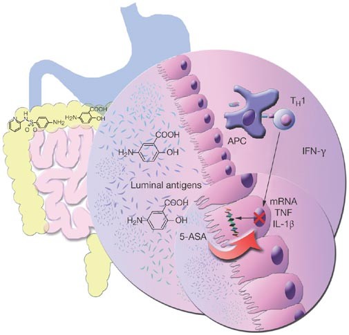 Drug Insight Aminosalicylates For The Treatment Of Ibd Nature Reviews Gastroenterology Hepatology