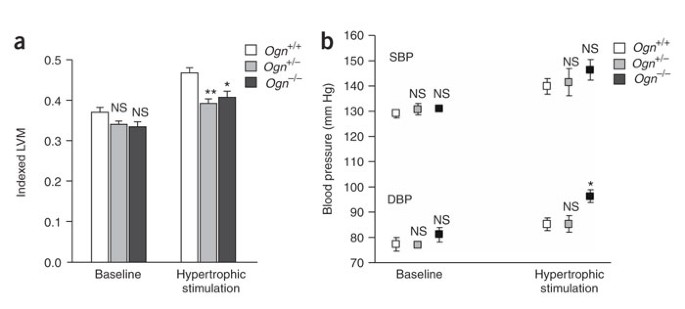 Integrated Genomic Approaches Implicate Osteoglycin Ogn In The Regulation Of Left Ventricular Mass Nature Genetics