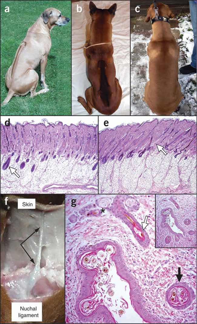rhodesian ridgeback without ridge