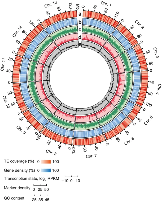 Genome sequence of the cultivated cotton Gossypium arboreum