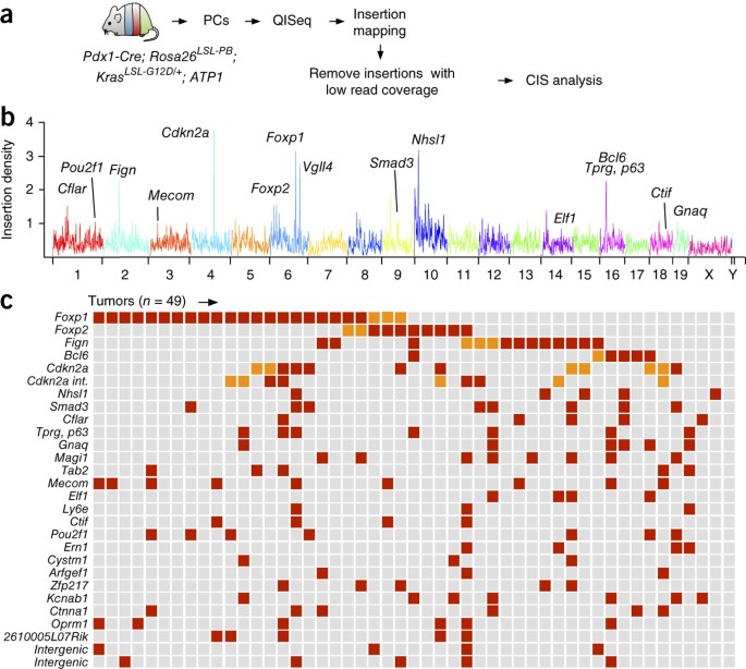 A Conditional Piggybac Transposition System For Genetic Screening In Mice Identifies Oncogenic Networks In Pancreatic Cancer Nature Genetics A Conditional Piggybac Transposition System For Genetic Screening In Mice Identifies Oncogenic Networks In Pancreatic Cancer Nature Genetics