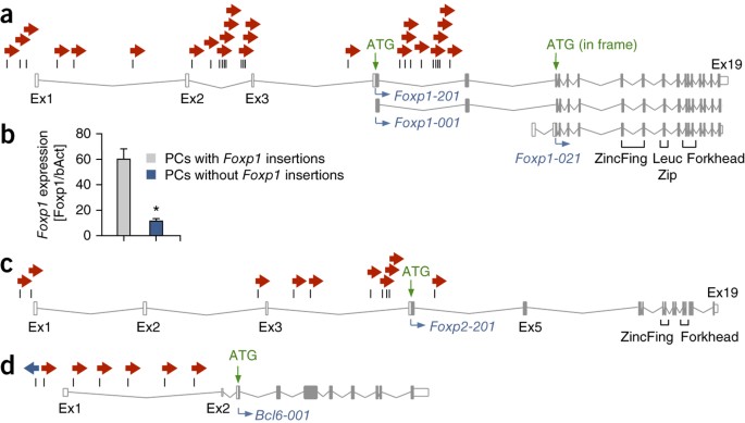 A Conditional Piggybac Transposition System For Genetic Screening In Mice Identifies Oncogenic Networks In Pancreatic Cancer Nature Genetics A Conditional Piggybac Transposition System For Genetic Screening In Mice Identifies Oncogenic Networks In Pancreatic Cancer Nature Genetics