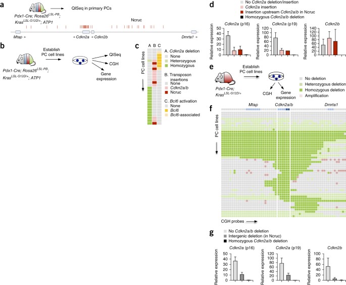 A Conditional Piggybac Transposition System For Genetic Screening In Mice Identifies Oncogenic Networks In Pancreatic Cancer Nature Genetics