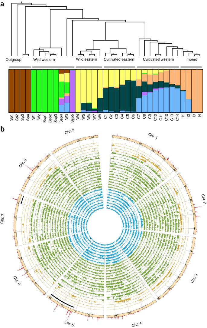 A high-quality carrot genome assembly provides new insights into carotenoid  accumulation and asterid genome evolution | Nature Genetics