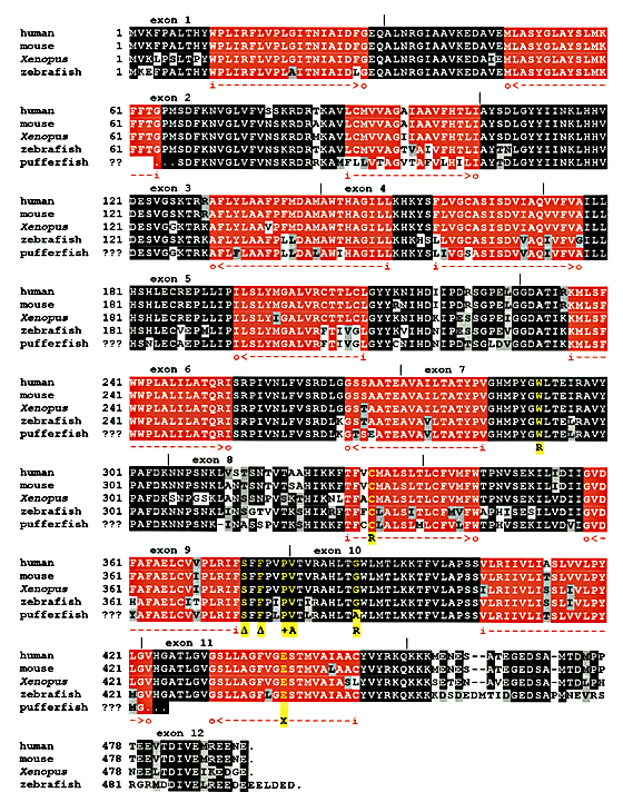 Heterozygous Mutations In Ankh The Human Ortholog Of The Mouse Progressive Ankylosis Gene Result In Craniometaphyseal Dysplasia Nature Genetics