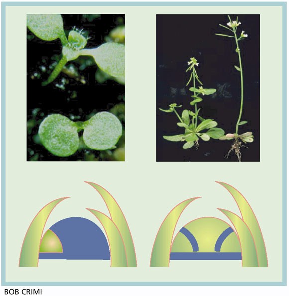 Vital Views Australian Wild Native Food Plants