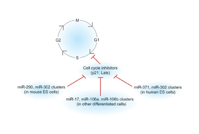 stem cycle