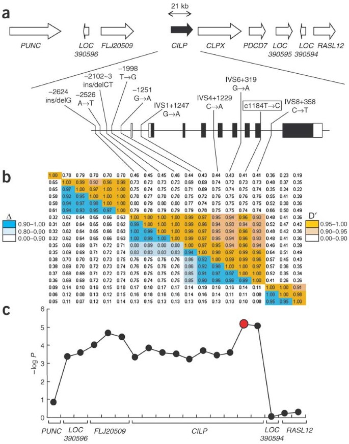 A Functional Snp In Cilp Encoding Cartilage Intermediate Layer Protein Is Associated With Susceptibility To Lumbar Disc Disease Nature Genetics A Functional Snp In Cilp Encoding Cartilage Intermediate Layer Protein Is Associated With Susceptibility To Lumbar Disc Disease Nature Genetics