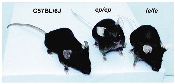 Hermansky Pudlak Syndrome Is Caused By Mutations In Hps4 The Human Homolog Of The Mouse Light Ear Gene Nature Genetics