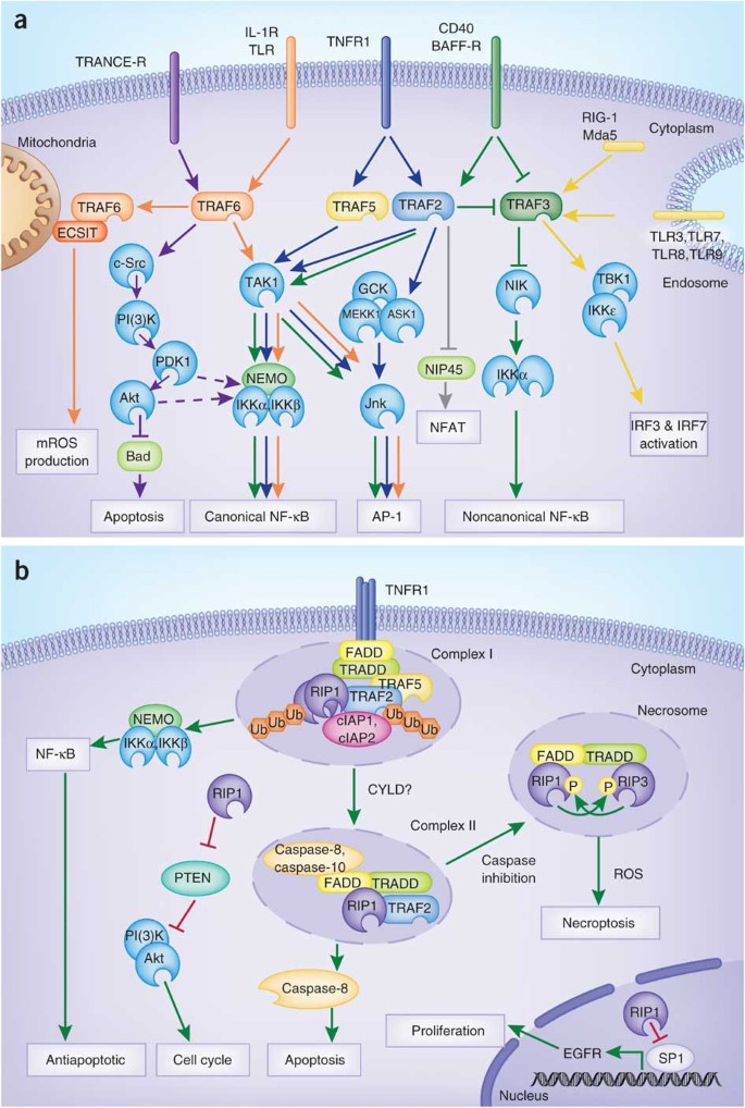 Crosstalk in NF-κB signaling pathways | Nature Immunology