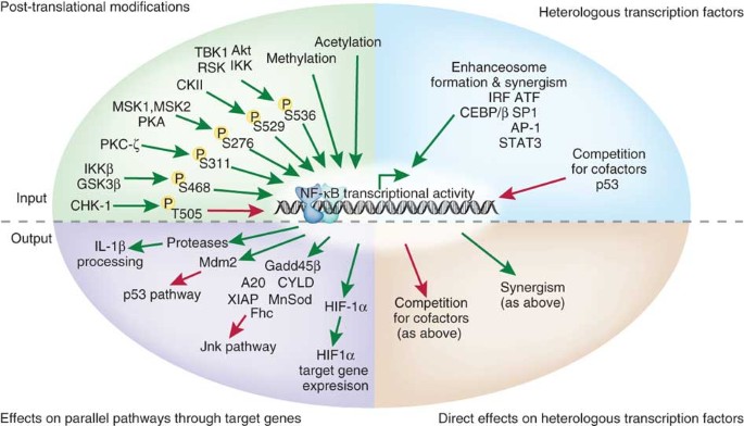 Crosstalk in NF-κB signaling pathways | Nature Immunology
