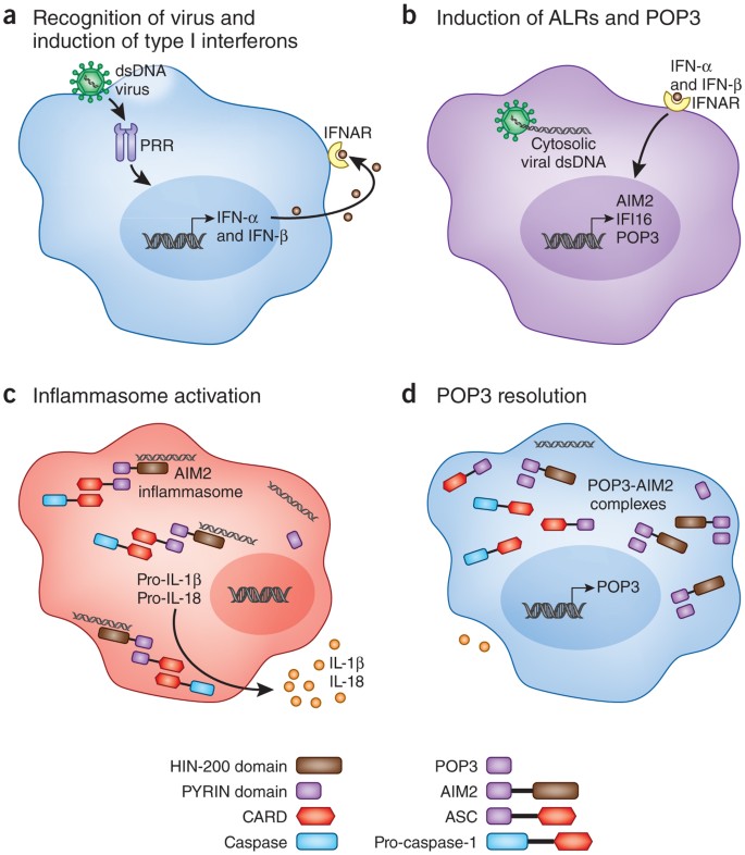 POP goes the inflammasome | Nature Immunology