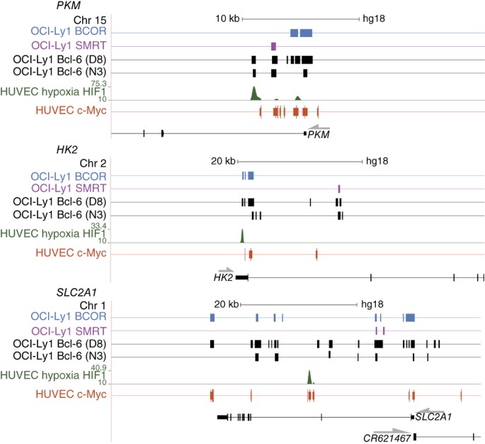 Bcl-6 directly represses the gene program of the glycolysis pathway |  Nature Immunology