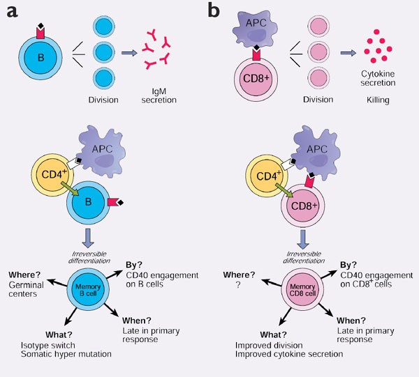 Cd8 And B Cell Memory Same Strategy Same Signals Nature Immunology