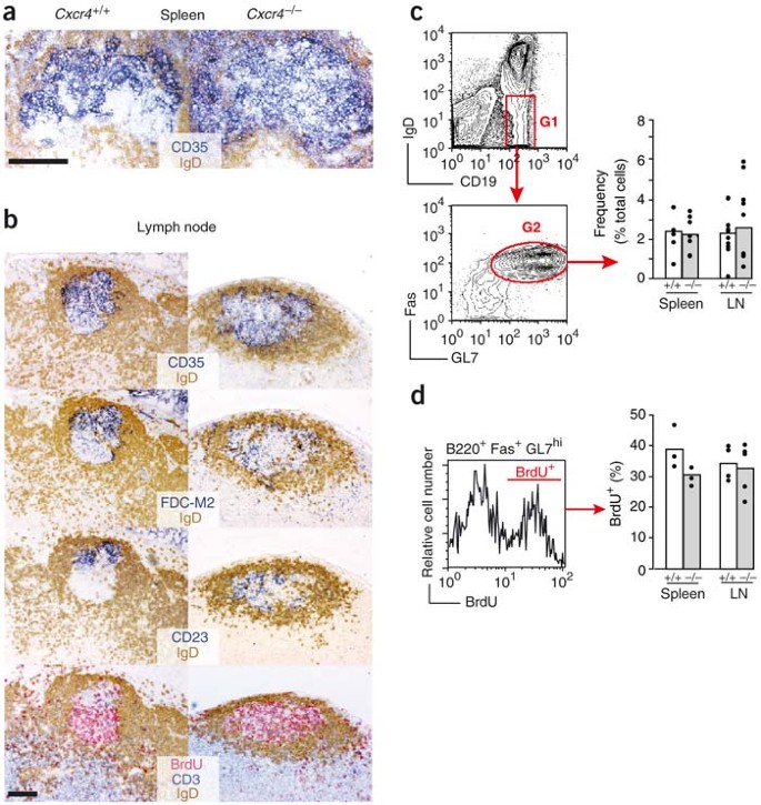 Germinal center dark and light zone organization is mediated by CXCR4 and  CXCR5 | Nature Immunology