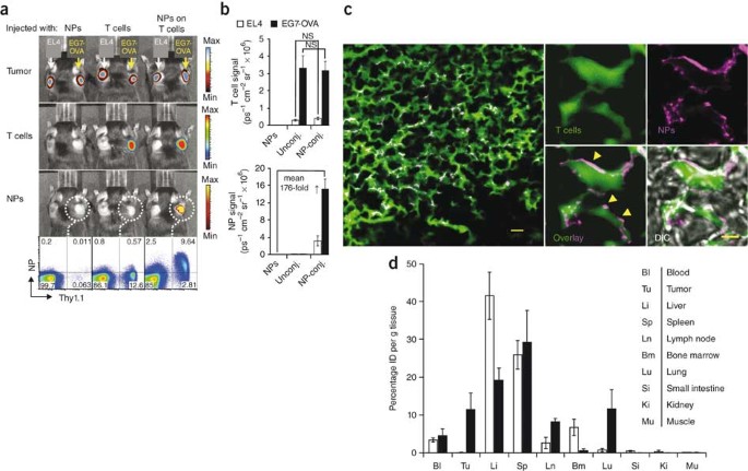 Therapeutic Cell Engineering With Surface Conjugated Synthetic Nanoparticles Nature Medicine