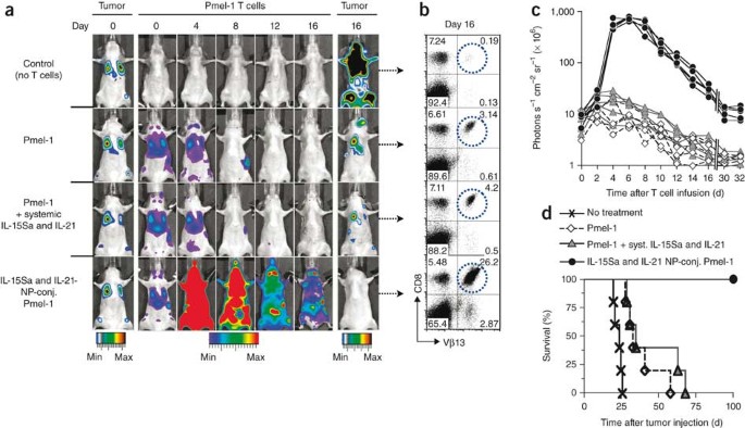 Therapeutic Cell Engineering With Surface Conjugated Synthetic Nanoparticles Nature Medicine