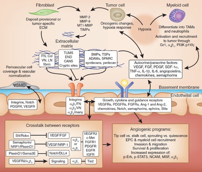 Tumor angiogenesis: molecular pathways and therapeutic targets