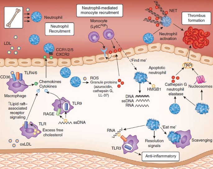 Plasma Levels of the Chemokines Monocyte Chemotactic Proteins-1 and -2 Are  Elevated in Human Sepsis - ScienceDirect