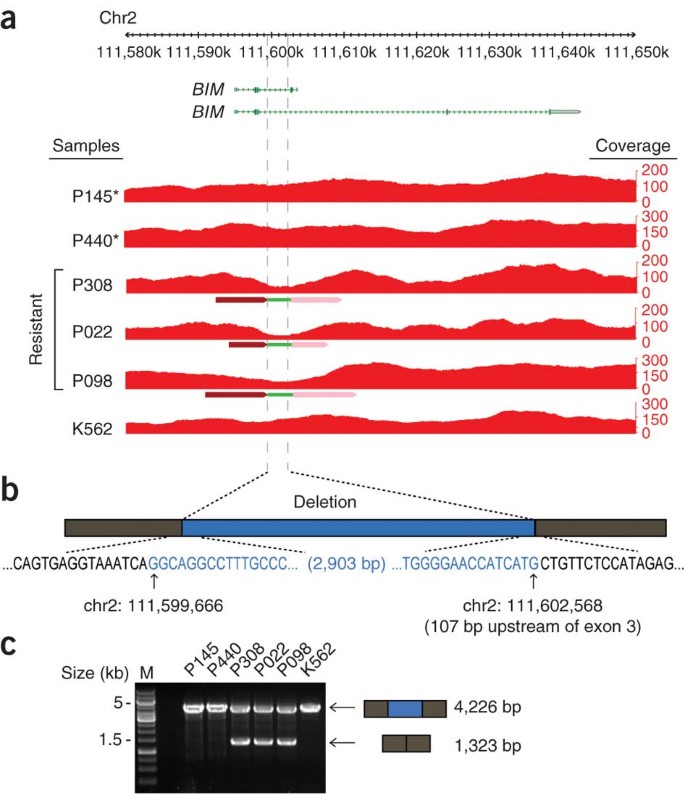 A common BIM deletion polymorphism mediates intrinsic resistance and  inferior responses to tyrosine kinase inhibitors in cancer | Nature Medicine