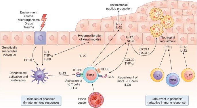 Hiding under the skin: Interleukin-17–producing γδ T cells go under the  skin? | Nature Medicine