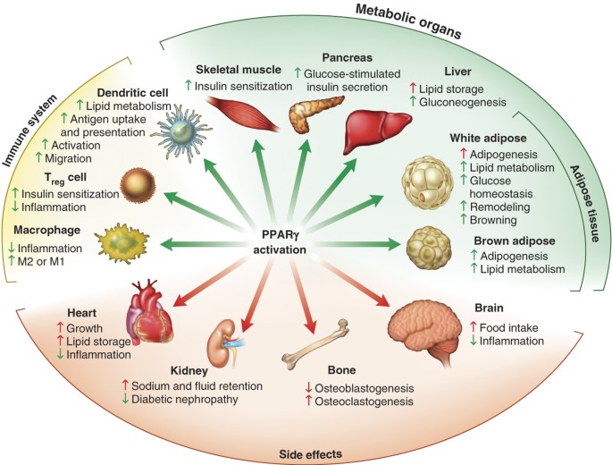 PPARγ signaling and metabolism: the good, the bad and the future | Nature  Medicine