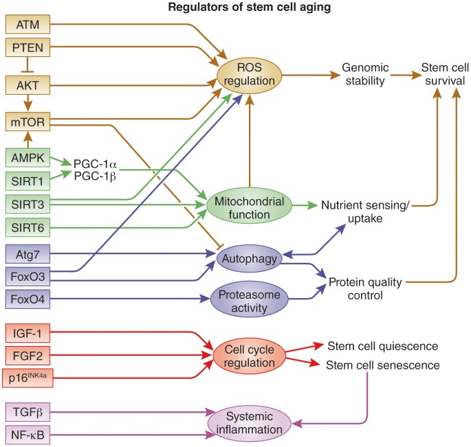 Stem cell regulators and therapeutic opportunities | Nature Medicine
