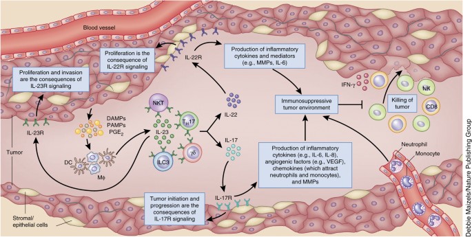 Il 12 And Il 23 Cytokines From Discovery To Targeted Therapies For Immune Mediated Inflammatory Diseases Nature Medicine
