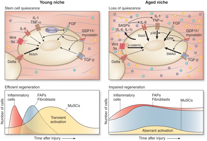 The central role of muscle stem cells in regenerative failure with aging | Nature  Medicine