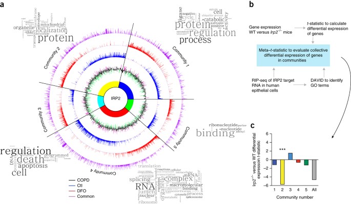 Mitochondrial iron chelation ameliorates cigarette smoke–induced bronchitis and emphysema in mice | Nature Medicine Mitochondrial iron chelation ameliorates cigarette smoke–induced bronchitis and emphysema in mice | Nature Medicine