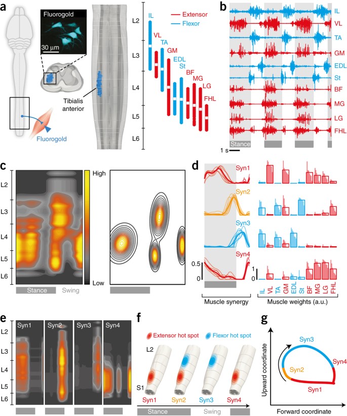 Frontiers  Neuromuscular or Sensory Electrical Stimulation for  Reconditioning Motor Output and Postural Balance in Older Subjects?