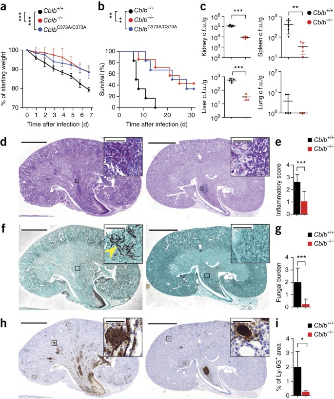 Inhibition Of Cblb Protects From Lethal Candida Albicans Sepsis Nature Medicine