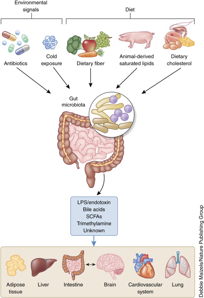 Signals from the gut distant organs physiology and disease Nature Medicine