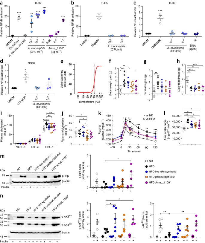 A purified membrane protein from Akkermansia muciniphila or the pasteurized  bacterium improves metabolism in obese and diabetic mice | Nature Medicine