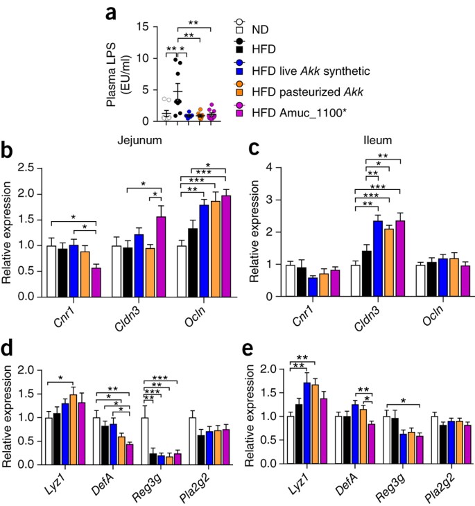 beundre banan Megalopolis A purified membrane protein from Akkermansia muciniphila or the pasteurized  bacterium improves metabolism in obese and diabetic mice | Nature Medicine