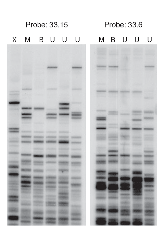 Genetic fingerprinting | Nature Medicine