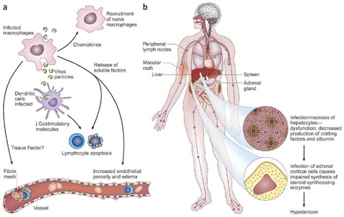 human diseases caused by viruses