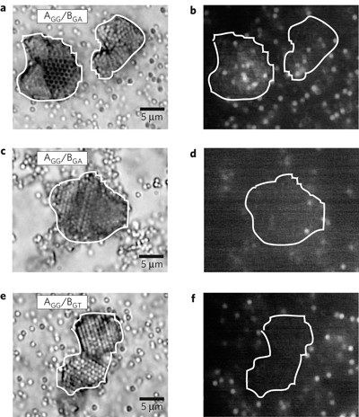 dna directed assembly