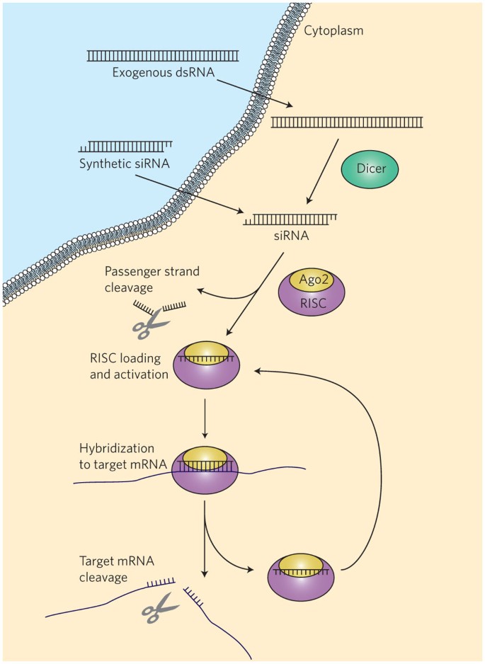 Delivery materials for siRNA therapeutics | Nature Materials