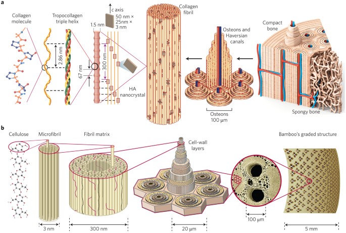 Bioinspired structural materials | Nature Materials